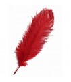 Pluma de  Avestruz 2ª Calidad (35-40 cm) - 75 UNIDADES (Rojo/Granate)