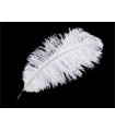 Ostrich Feather 2nd Quality (35-40 cm) - 24 UNITS